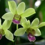 Orchid Plant, Dendrobium Orchid (Burana Jade) - Plant - OPD-380022