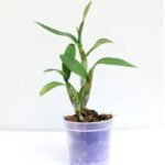 Orchid Plant, Dendrobium Orchid (Mature Blooming size, Any color) - Plant - OPD-472935
