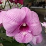 Orchid Plant, Dendrobium Orchid (Star Pink Stripe) - Plant - OPD-787569
