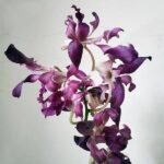 Orchid Plant, Dendrobium Orchid (Twisted) - Plant - OPD-421219