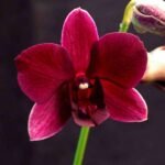 Orchid Plant, Dendrobium Orchid (Winter Wine) - Plant - OPD-658192