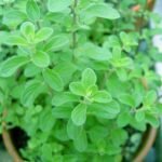 Origanum Majorana, Marjoram, Marwa - Plant - OMM-419728