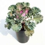 Ornamental Cabbage, Ornamental Kale (Purple, Green) - Plant - OCO-769388