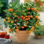 Ornamental Orange Fruit (Green Leaves) - Plant - OOF-202110