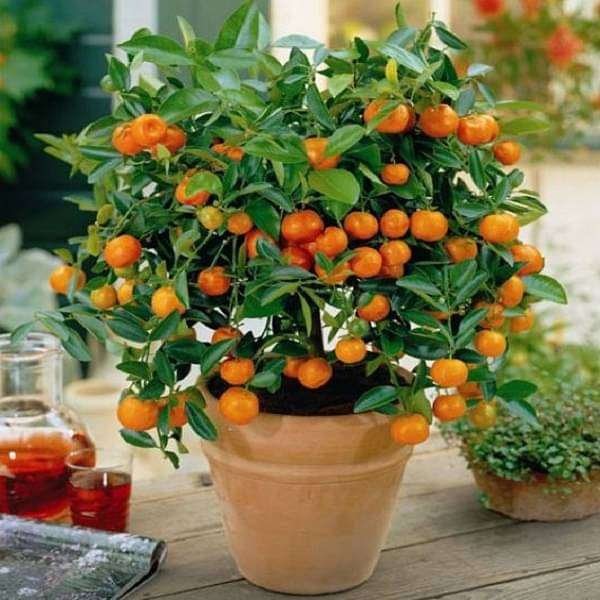 gog-plants-ornamental-orange-fruit-green-leaves-plant-16969150759052.jpg