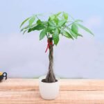 Pachira Five Buds - Plant - PFB-955911