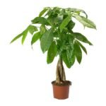 Pachira Money Tree - Plant - PMT-455194