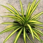 Pandanus Variegated (Golden) - Plant - PVP-633771