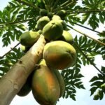 Papaya, Papita ( Grown through seeds ) - Plant - PPG-783628