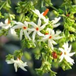 Parijat Tree, Parijatak, Night Flowering Jasmine - Plant - PTP-543994