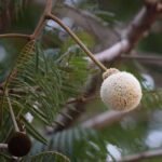 Parkia biglandulosa (Badminton Ball Tree) - Plant - PBB-890164