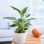 Peace Lily, Spathiphyllum - Plant - PLS-993743