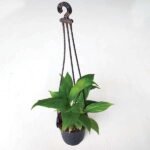 Peace Lily, Spathiphyllum (Small, Hanging basket) - Plant - PLS-408391