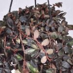 Pellionia repens, Satin creeper (hanging basket) - Plant - PRS-258612