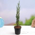 Pencil Pine Cypress, Cupressus sempervirens - Plant - PPC-383115