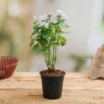 Pentas (Pink) - Plant - PP-370185