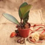 Peperomia Clusiifolia - Plant - PCP-875564