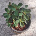Peperomia rubella - Succulent Plant - PRS-614076