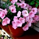 Petunia (Baby Pink) - Plant - PPP-293152