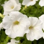 Petunia (White) - Plant - PP-102646
