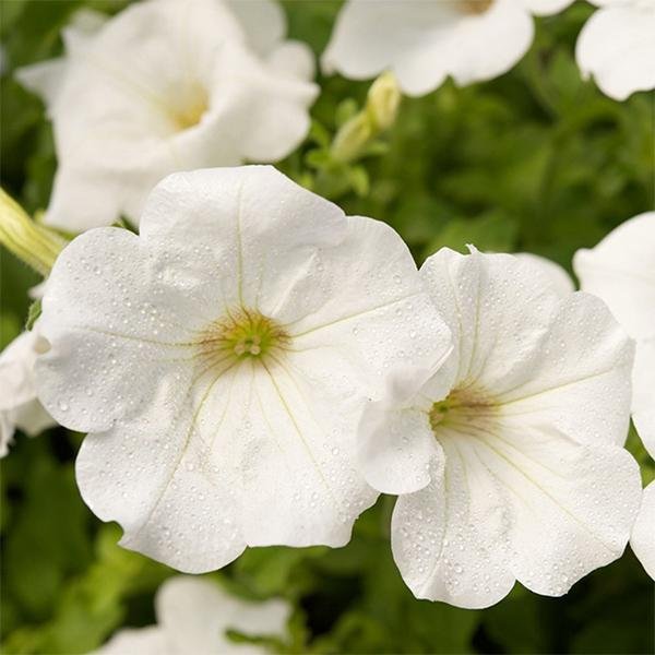 gog-plants-petunia-white-plant.jpg