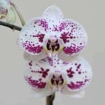 Phalaenopsis Decoration FF Orchid (White and Purple) - Plant - PDF-813720