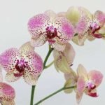 Phalaenopsis Kleopatra FF Orchid (Yellow and pink) - Plant - PKF-302966