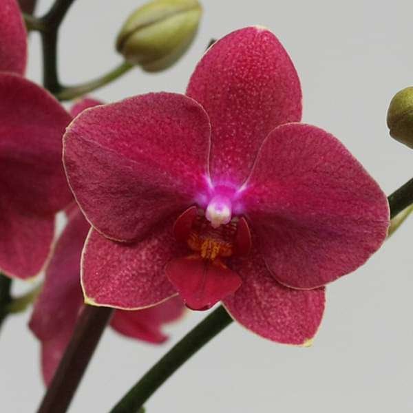 gog-plants-phalaenopsis-orchid-any-variety-pink-plant-16969183395980.jpg