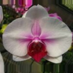 Phalaenopsis Orchid (Any variety, White) - Plant - POV-725620
