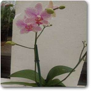 gog-plants-phalaenopsis-white-pink-plant-16969184084108.jpg