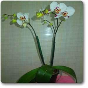 gog-plants-phalaenopsis-white-pink-plant-16969184116876.jpg