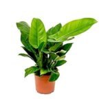 Philodendron Congo, Philodendron Tatei - Plant - PCP-563752