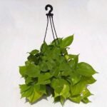 Philodendron Cordatum (Green, Hanging basket) - Plant - PCH-364220