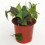 Philodendron melanochrysum, Black Gold Philodendron - Plant - PMB-300892