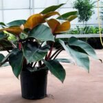 Philodendron Red Congo - Plant - PRC-545705