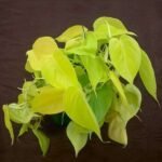 Philodendron Scandens Aureu - Plant - PSA-276349
