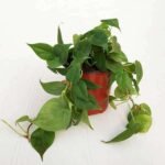 Philodendron Scandens Oxycardium, Heart-Leaf Philodendron - Plant - PSO-965822