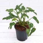 Philodendron xanadu Green - Plant - PXG-745795