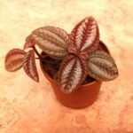 Pilea Involucrata, Friendship Plant - Plant - PIF-256914