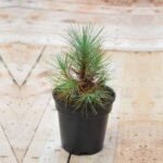 Pine Tree - Plant - PTP-718369
