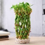 Pineapple Basket Lucky Bamboo in a Bowl with Pebbles - PBL-216240