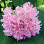 Pink ball tree, Dombeya wallichii, Tassel Dombeya (Pink) - Plant - PBT-897149