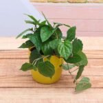 Piper Betel, Maghai Paan - Plant - PBM-275727