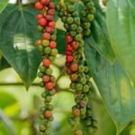 Piper nigrum, Kali Mirch - Plant - PNK-800299