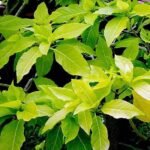 Pisonia Alba, Catchbirdtrees, Birdcatcher, Birdlime - Plant - PAC-550587