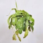 Pitcher plant, Nepenthes alata (hanging basket)- Plant - PPN-454368