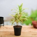 Pleomele, Song of India (Golden) - Plant - PSO-198045