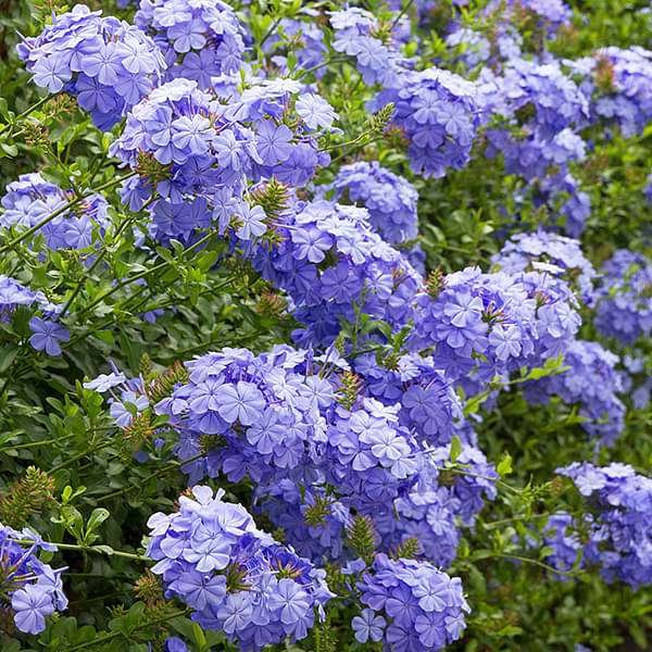 gog-plants-plumbago-blue-plant-16969212461196.jpg