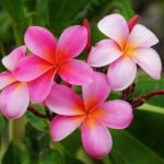 Plumeria, Champa (Any Color) - Plant - PCC-735042