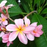 Plumeria, Champa (Pink) - Plant - PCP-371415